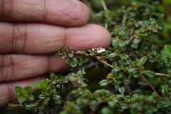Cotoneaster brandisii